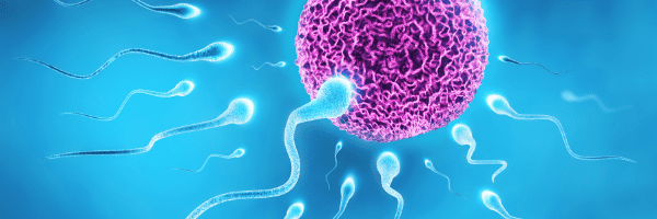 morfología del espermatozoide