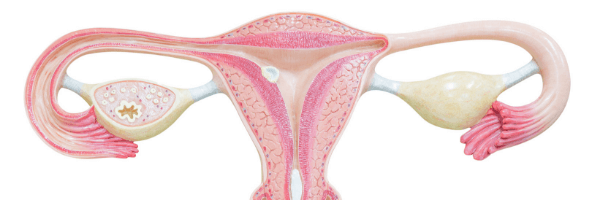 ovulación y menstruación