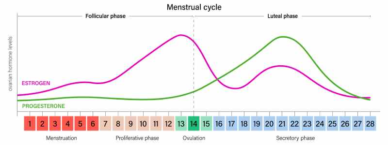 ciclo menstrual