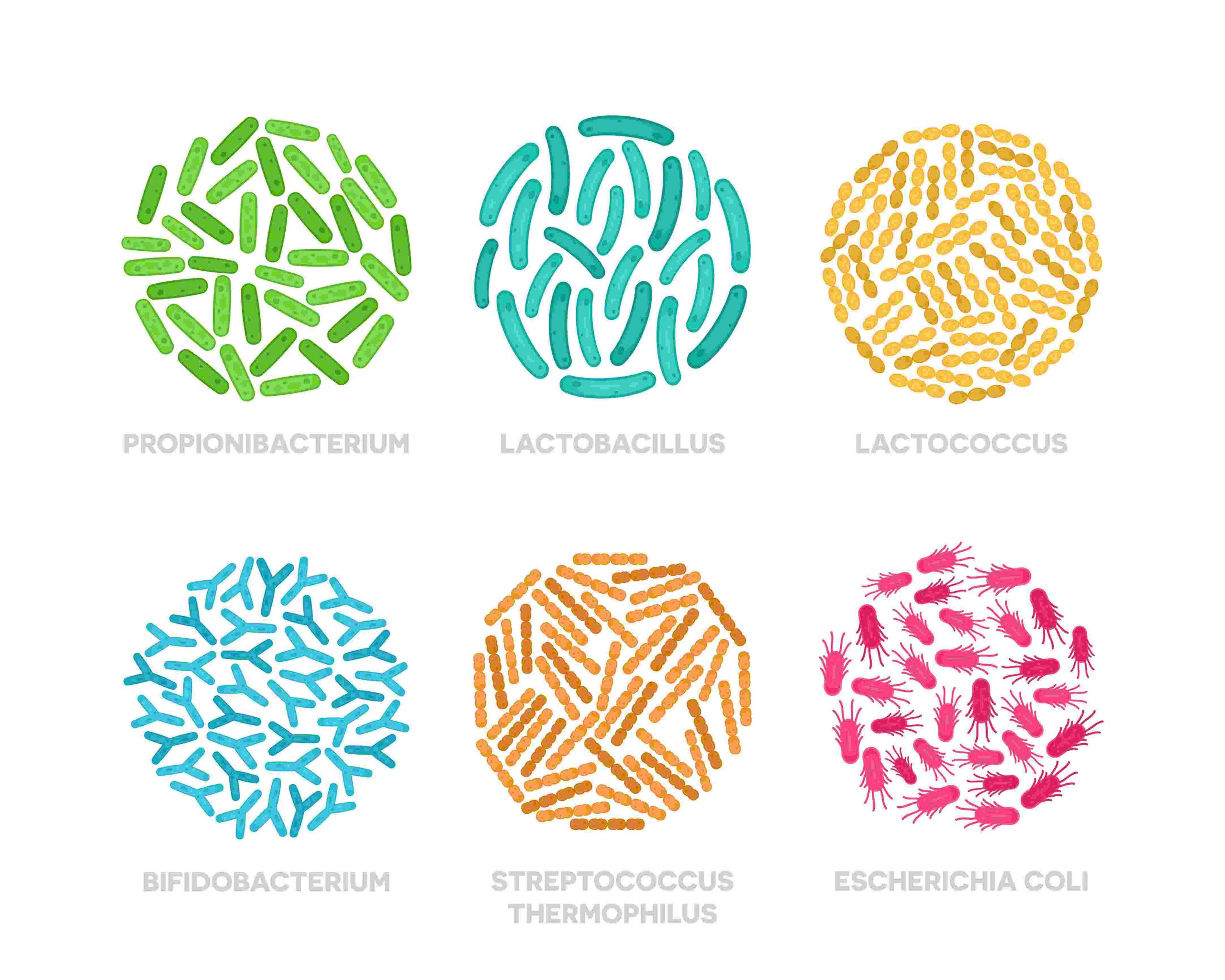 tipos de probioticos