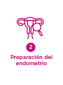 ovodonacion - paso 2: preparación endometrio